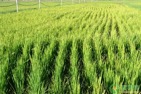 两优培九水稻适应范围、栽培要点、病虫害防治措施